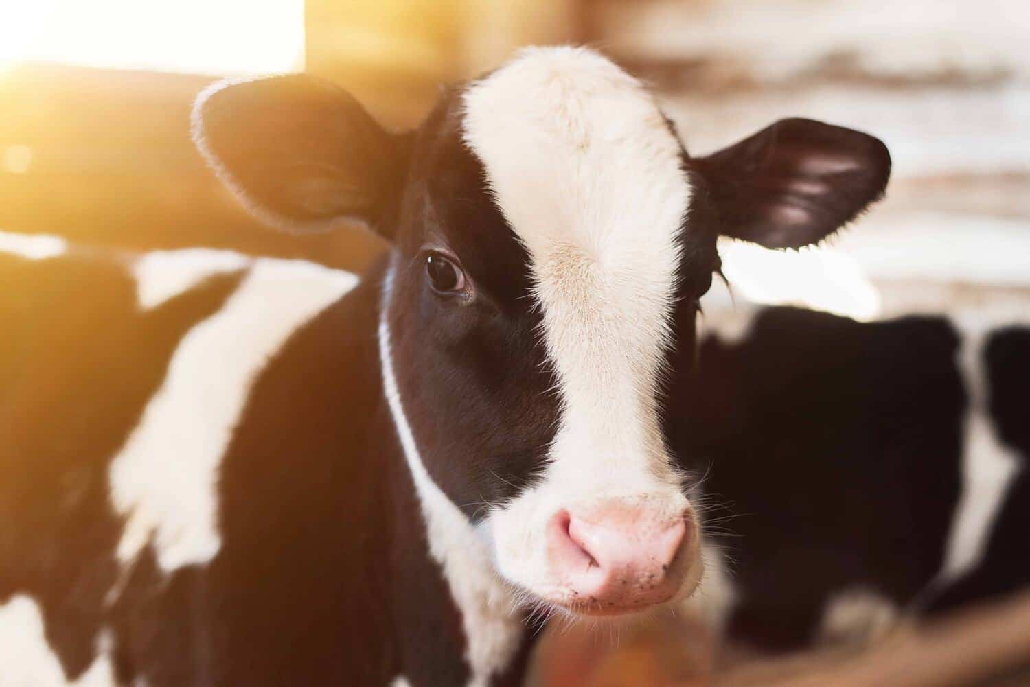 Calf drinking from feeding equipment