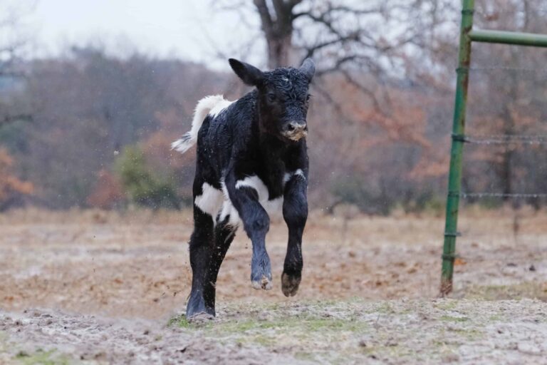 Calf moving through a dairy facility